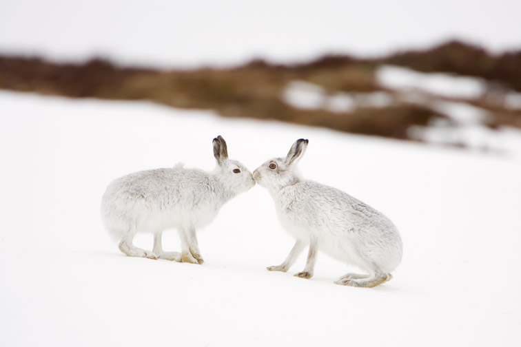 Mountain Hare (Lepus timidus) two animals in white winter pelage (coat) touching noses in form of greeting. Scotland. 